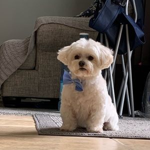 Meet your Posher, Mia